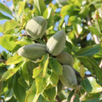 خريسات: اللوزيات والزيتون الأكثر استفادة من الأمطار الغزيرة