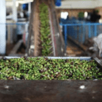 أزمة زيت الزيتون .. متخصصون يدعون لخطة استباقية للموسم المقبل