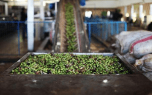 أزمة زيت الزيتون .. متخصصون يدعون لخطة استباقية للموسم المقبل