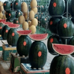 الأمانة تبدأ استقبال طلبات تصاريح بيع البطيخ والشمام