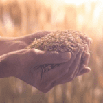 وزير الزراعة: أمننا الغذائي مستقر وقوي رغم الأوضاع الإقليمية