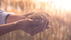 وزير الزراعة: أمننا الغذائي مستقر وقوي رغم الأوضاع الإقليمية