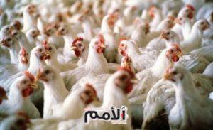 40.2% الارتفاع في أسعار باب المزرعة للدجاج اللاحم