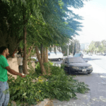 الأمانة: الأرصفة حق للمشاة والإزالة للأشجار المعيقة فقط