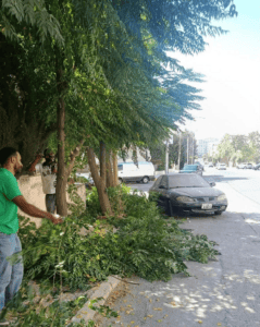 الأمانة: الأرصفة حق للمشاة والإزالة للأشجار المعيقة فقط